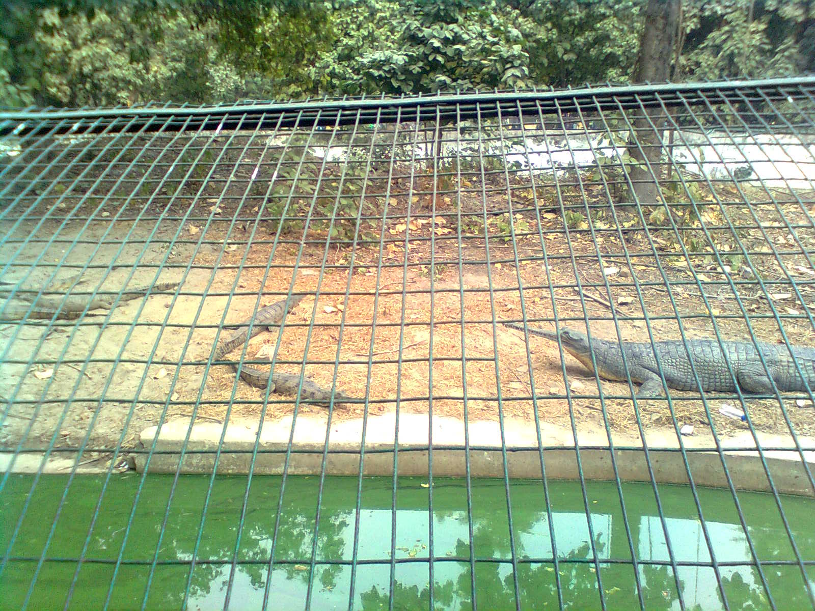 Kukrail Forest Reserve, Lucknow