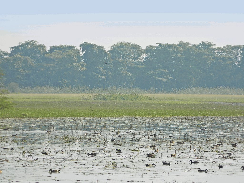 Nawabganj Birds Sanctuary