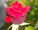 ashu singh singh profile photo